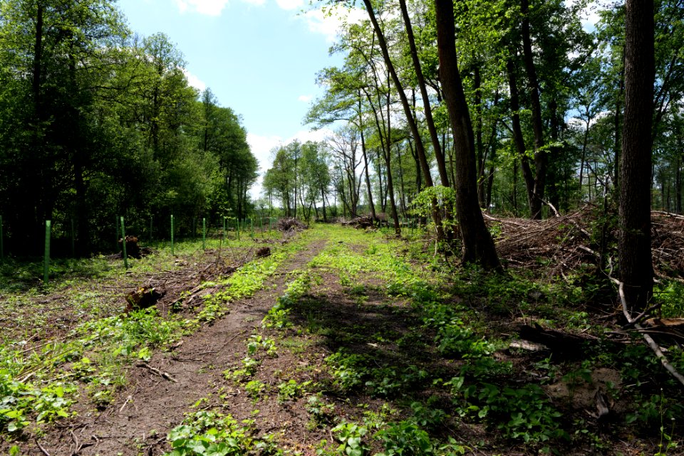 Nauener Stadtforst Leitsakgraben 2020-05-15 85