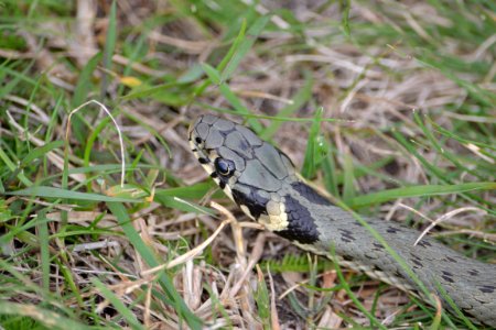 Natrix natrix (15)