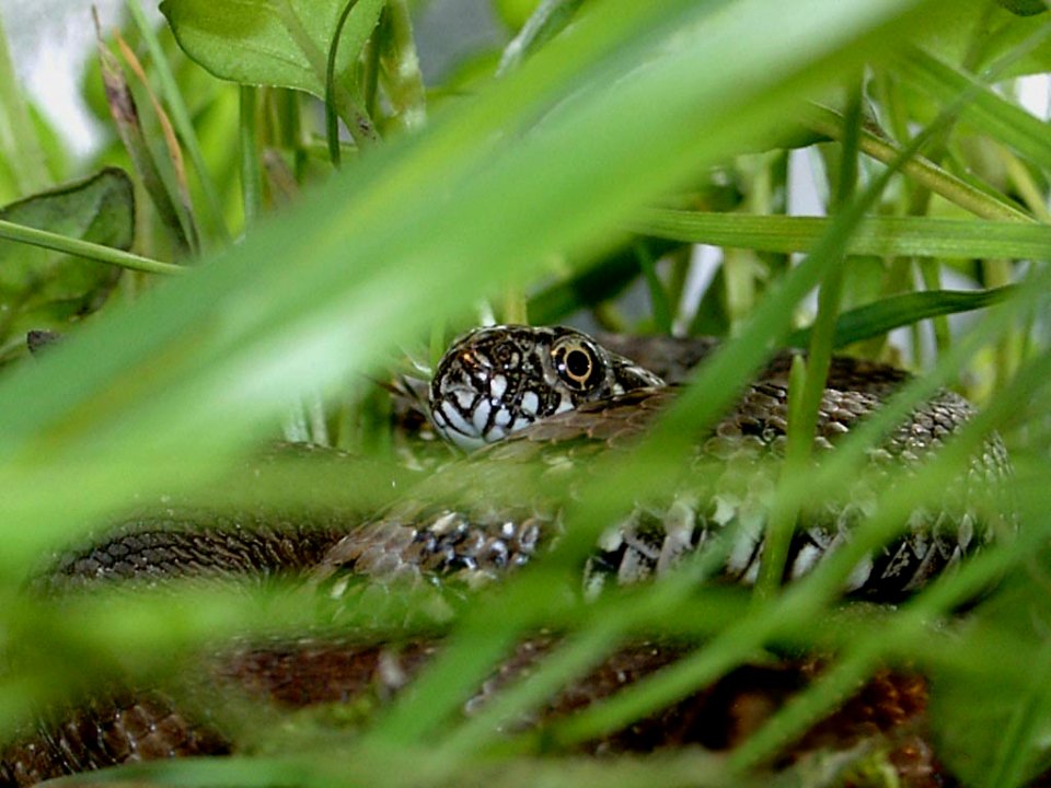 Natrix maura - Vipernnatter (2)