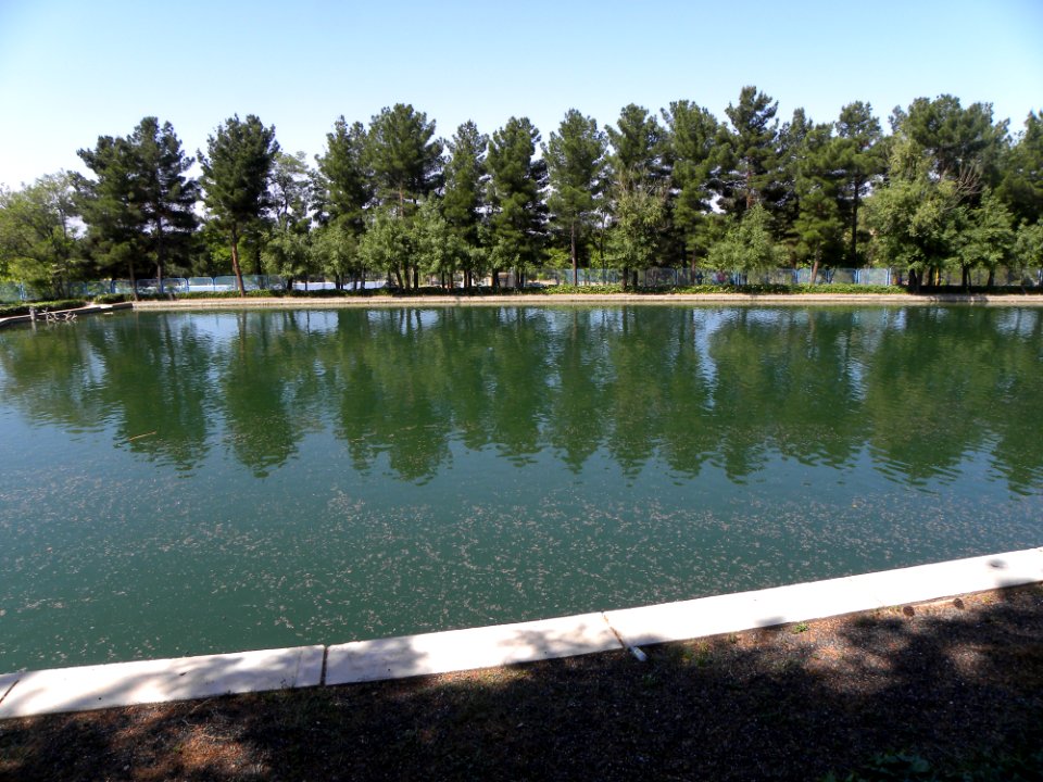 Nature of Nishapur 22