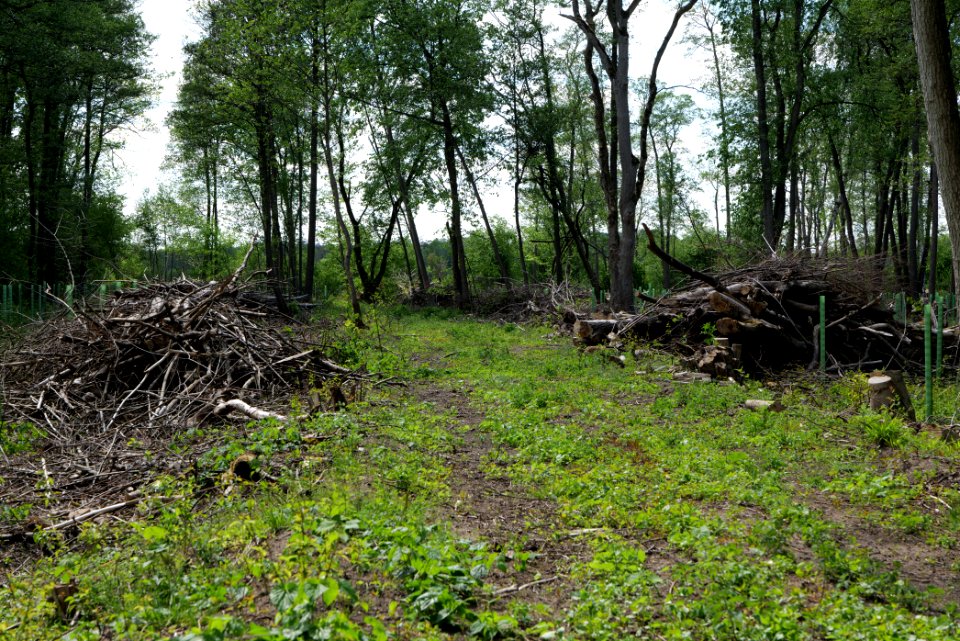 Nauener Stadtforst Leitsakgraben 2020-05-15 88