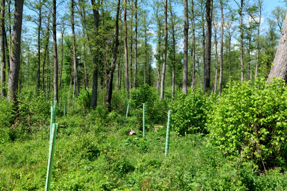 Nauener Stadtforst Leitsakgraben 2020-05-15 69