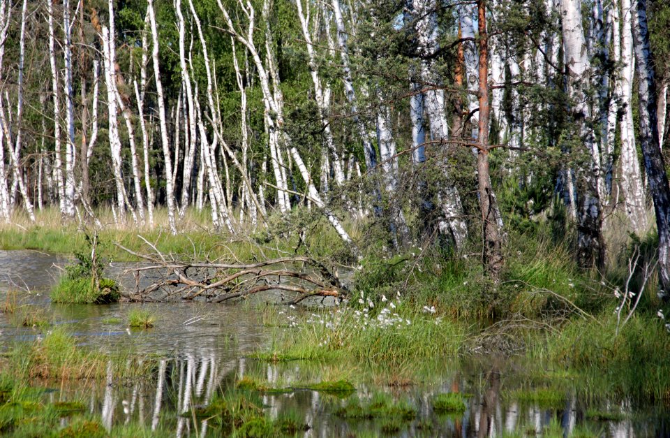 Naturschutzgebiet Loben 12