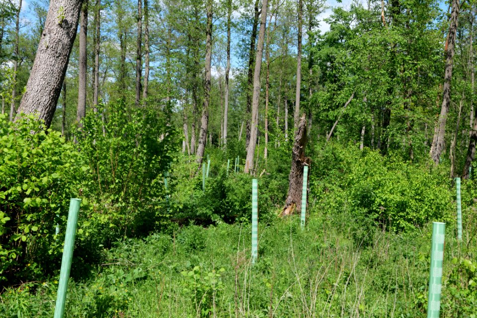 Nauener Stadtforst Leitsakgraben 2020-05-15 67