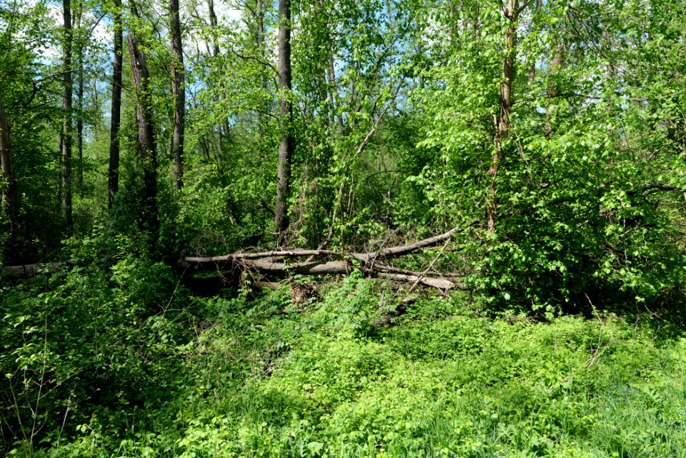 Nauener Stadtforst Leitsakgraben 2020-05-15 59