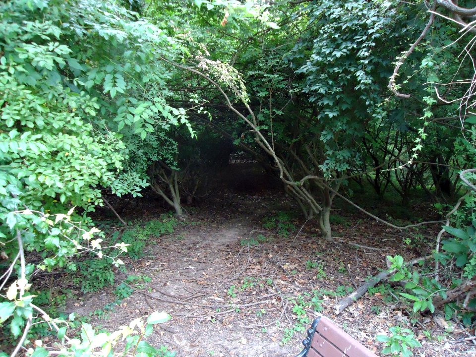 Nature pathway in Watchung NJ park