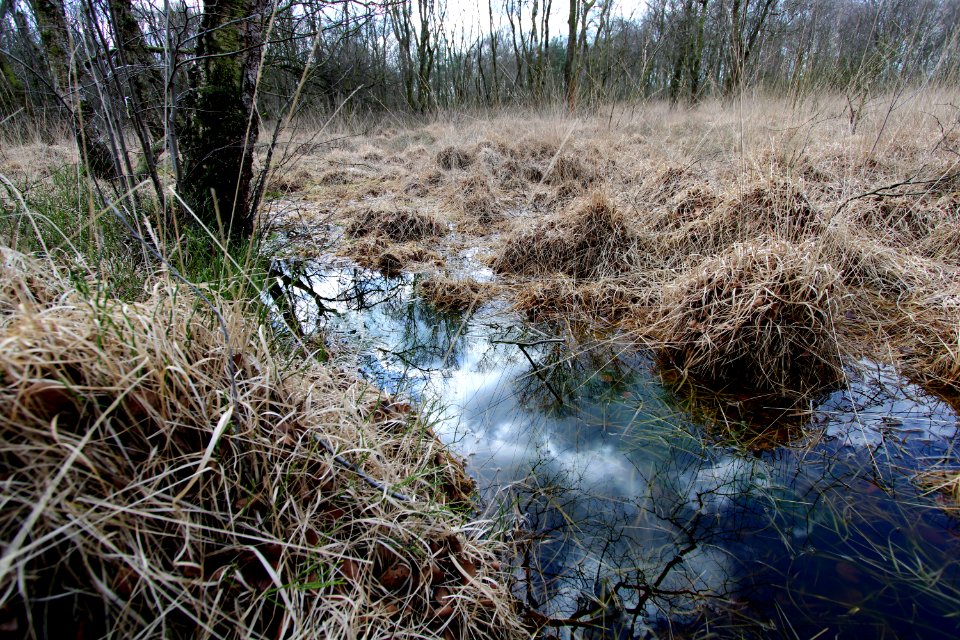 Naturschutzgebiet Fürstenkuhle 12
