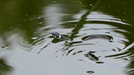 Natrix natrix in Schleswig-Holstein, 2019