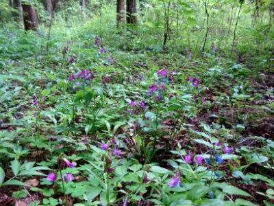 Nature of Minsk - flowers - 14 May 2014 AD
