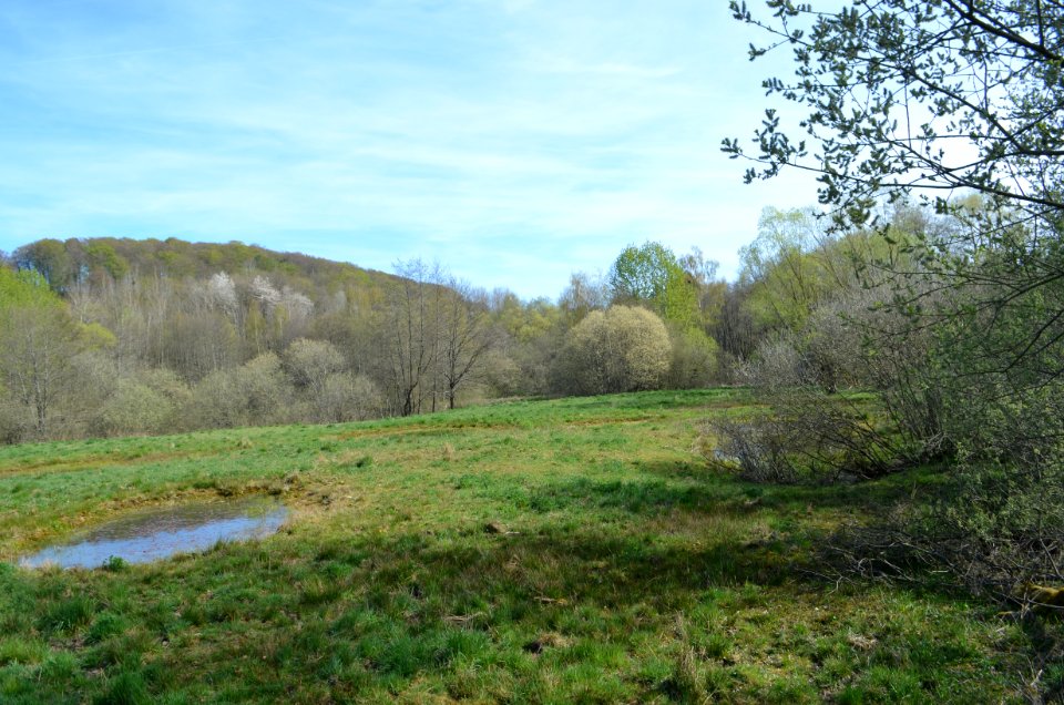 Naturschutzgebiet Hasenwiese (3)