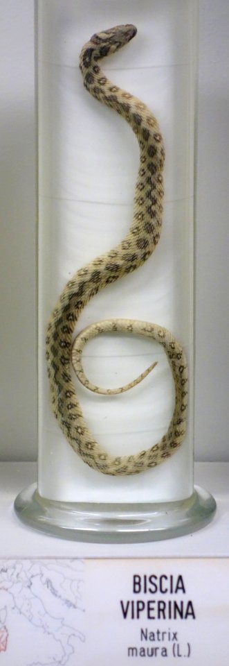 Natrix maura - Museo Civico di Storia Naturale Giacomo Doria - Genoa, Italy - DSC03178