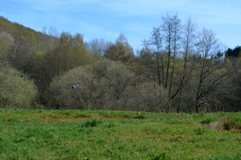 Naturschutzgebiet Hasenwiese (1)
