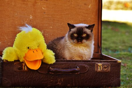 British shorthair duck funny