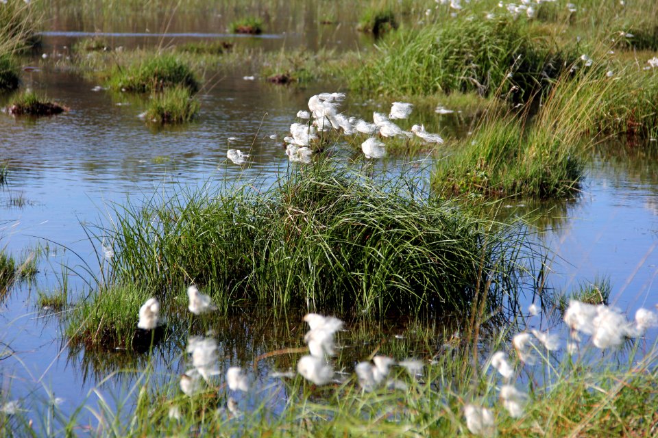 Naturschutzgebiet Loben 11
