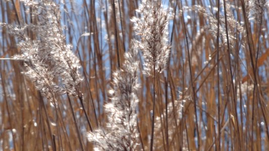 Nature of Minsk - Phragmites - Liabiazhy lake - 22 March 2015 AD
