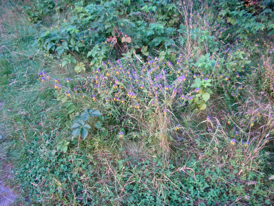 Nature of Minsk - flower - 4 August 2014 AD