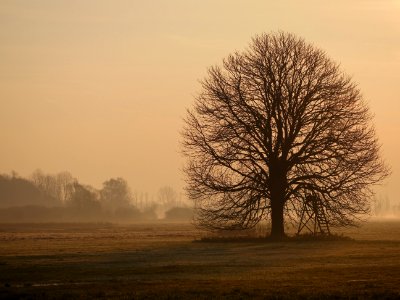 Naturschutzgebiet.Rangsdorfer.See.Baum.Gegenlicht