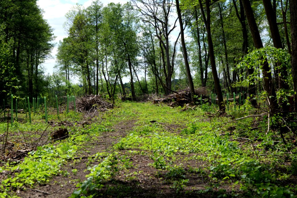 Nauener Stadtforst Leitsakgraben 2020-05-15 86