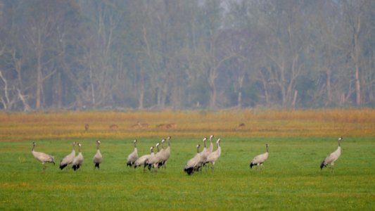 Naturschutzgebiet.Rangsdorfer.See.15.Kraniche