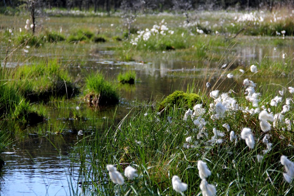 Naturschutzgebiet Loben 9