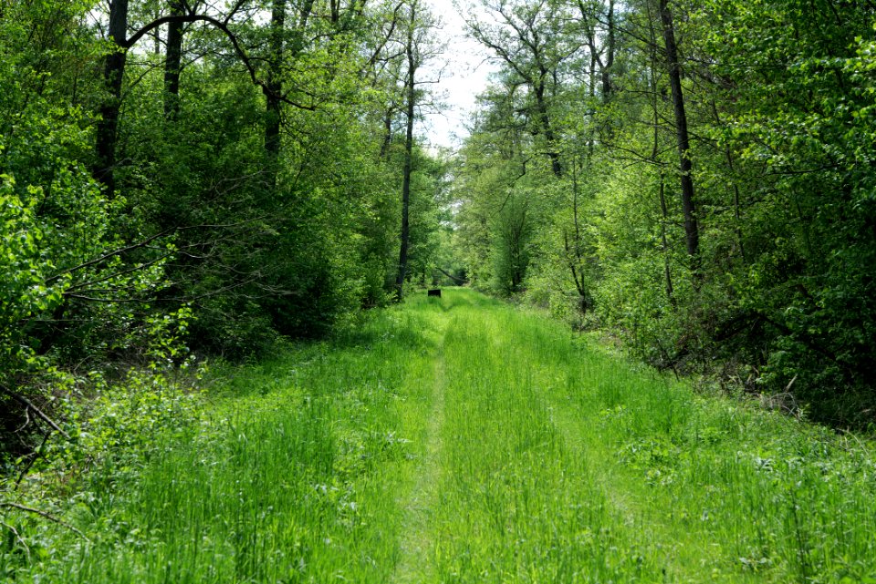 Nauener Stadtforst Leitsakgraben 2020-05-15 49