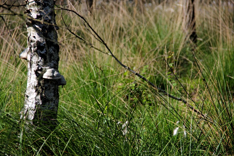 Naturschutzgebiet Loben 3