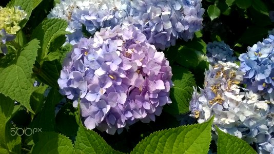 Natures Bouquet (153206705)