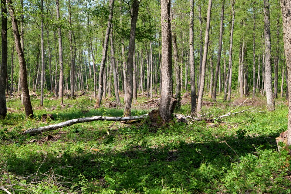 Nauener Stadtforst Leitsakgraben 2020-05-15 87