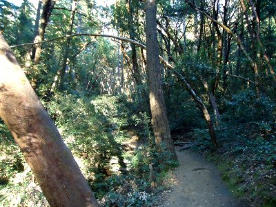 Nature pathway at Castle Rock State Park photo
