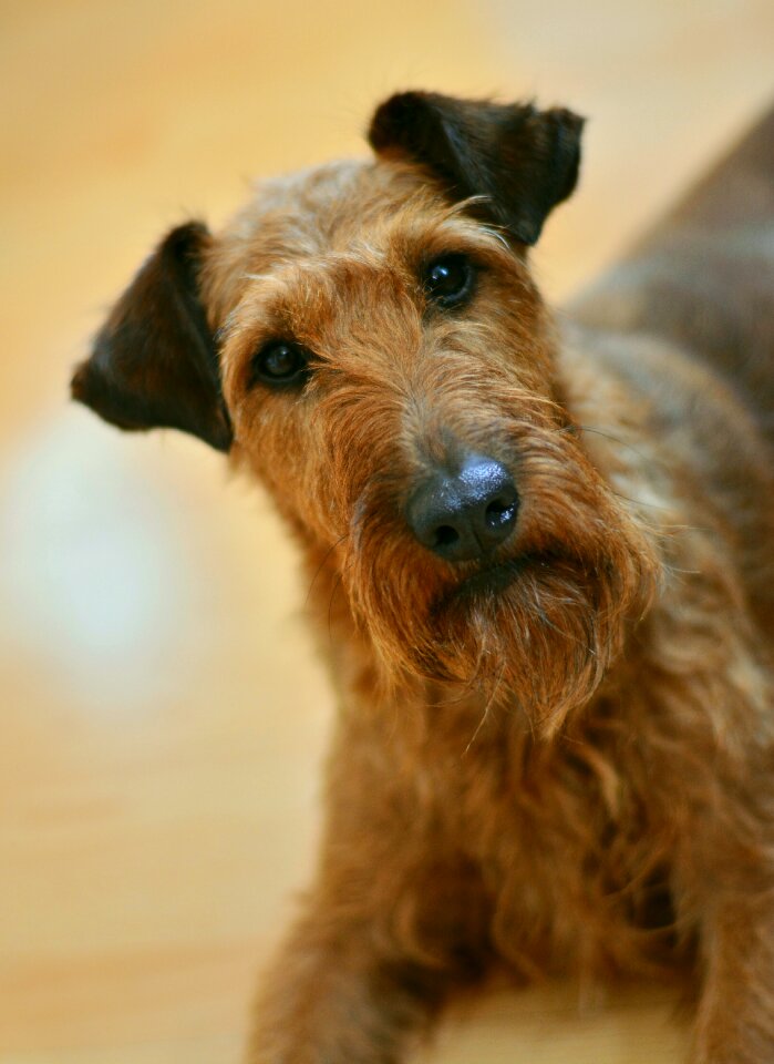 Dog eyes pet snout photo