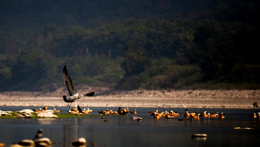 Nature vs wildlife photo