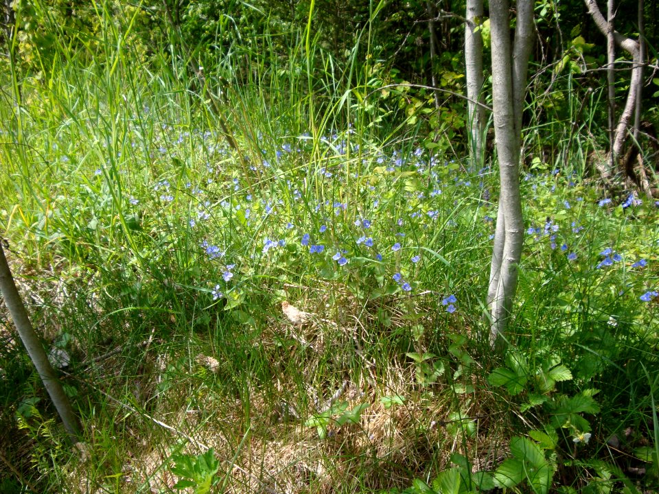 Nature of Minsk - 1 - flowers - 14 May 2014 AD