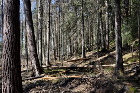 Naturvårdsinsats mot granbarkborre - Fjellskäfte 3