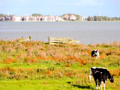 Natuurgebied de Hulk aan de Hoornse Hop2