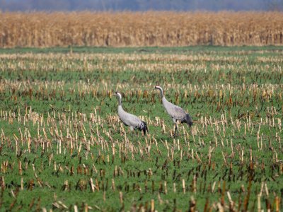 Naturschutzgebiet.Rangsdorfer.See.zwei.Kraniche.Boden