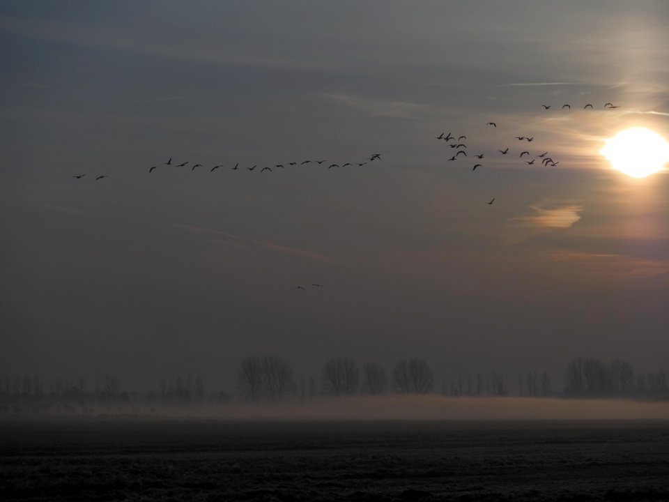 Naturschutzgebiet.Rangsdorfer.See.Sonnenaufgang.Wildgaense.C