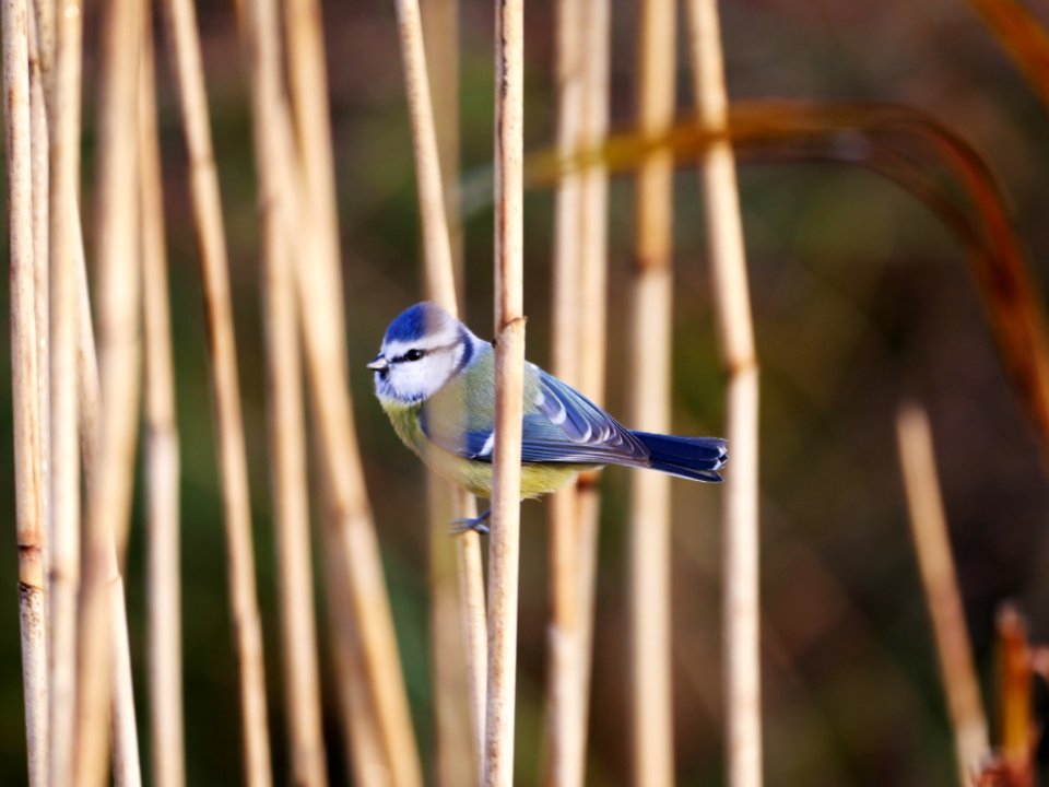 Naturschutzgebiet.Rangsdorfer.See.Blaumeise