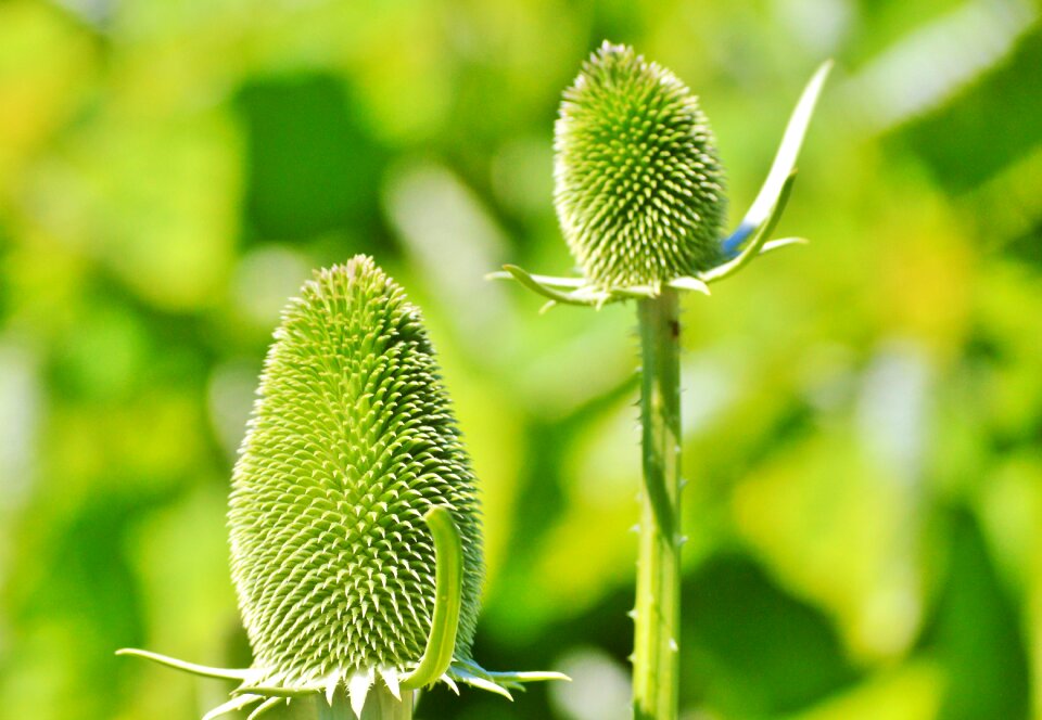 Plant nature green