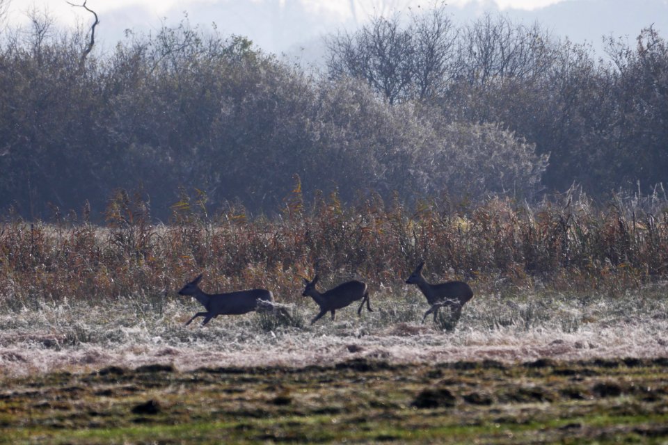Naturschutzgebiet.Rangsdorfer.See.drei.Rehe