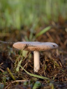Naturschutzgebiet.Rangsdorfer.See.Pilz