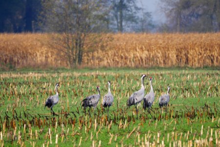 Naturschutzgebiet.Rangsdorfer.See.sechs.Kraniche.Stoppelfeld