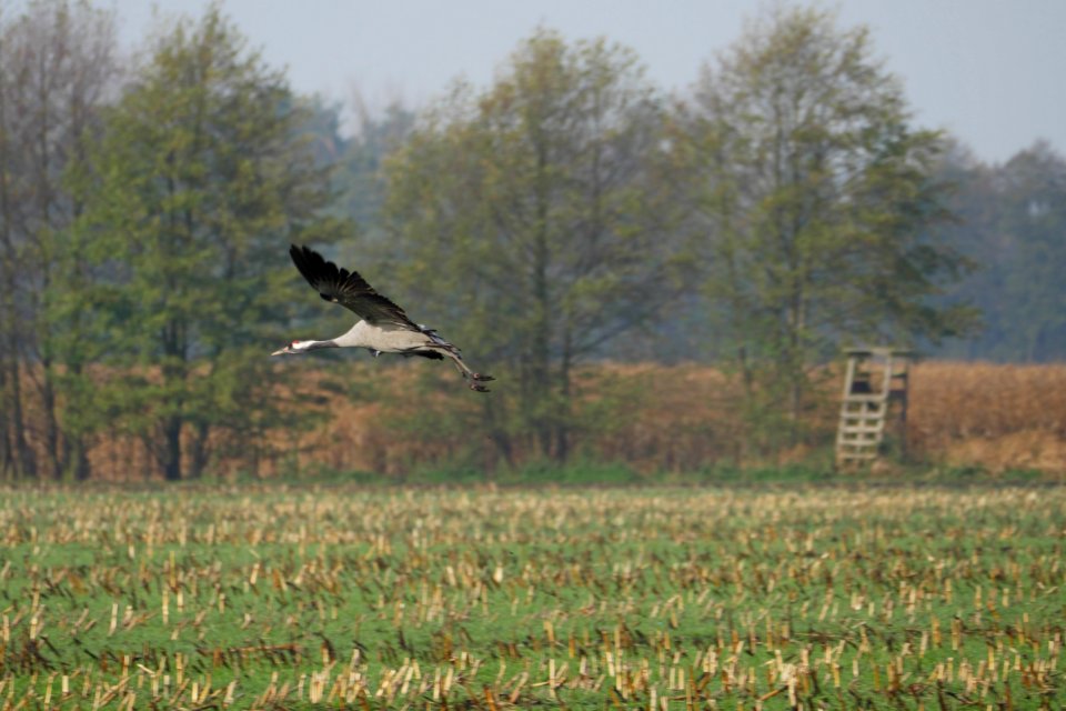 Naturschutzgebiet.Rangsdorfer.See.Kranich.Aufbruch