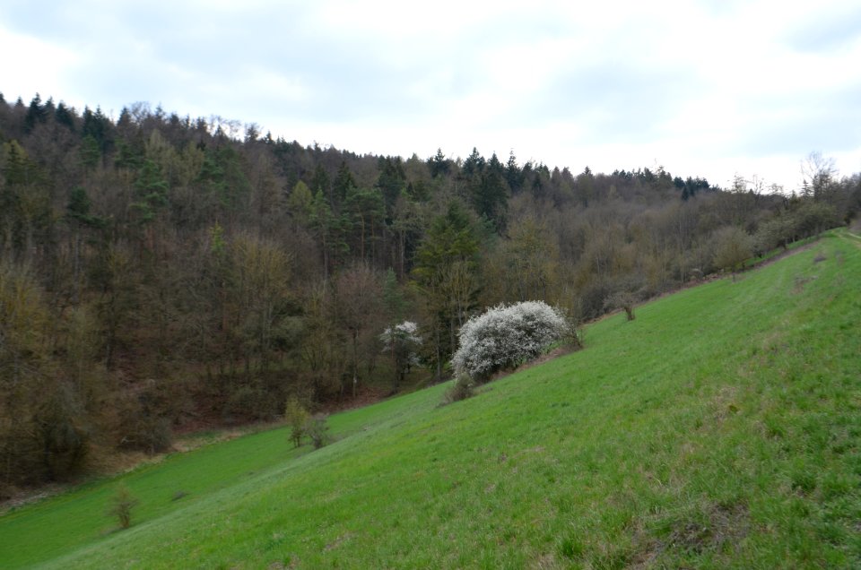 Naturschutzgebiet, Neuhaus, Magerrasen