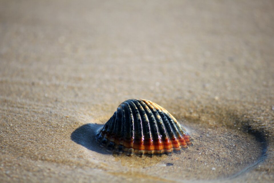 Shells summer bivalve