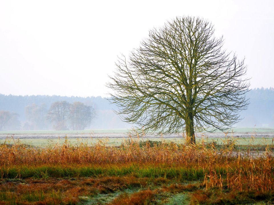 Naturschutzgebiet.Rangsdorfer.See.kahler.Baum