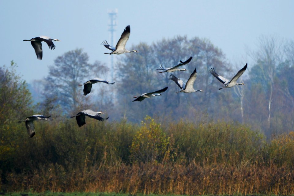Naturschutzgebiet.Rangsdorfer.See.neun.Kraniche.Vorbeiflug