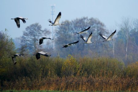 Naturschutzgebiet.Rangsdorfer.See.neun.Kraniche.Vorbeiflug