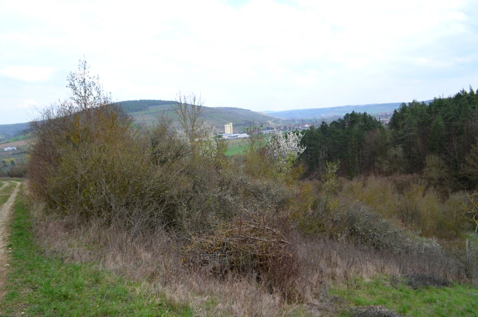 Naturschutzgebiet, Neuhaus, Hecke
