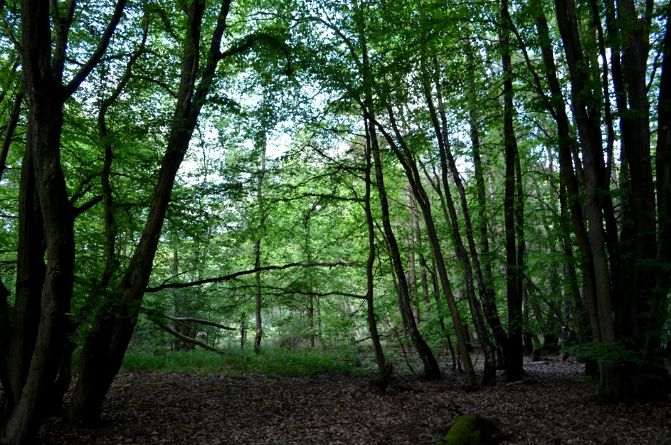 Naturschutzgebiet Oberes Emsbachtal (2)