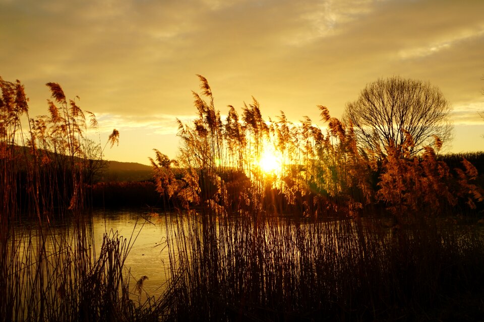 Sunset reed lake